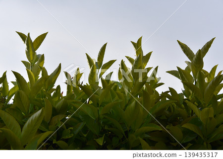 Green hedge leaves reaching toward the sky, symbolizing spring growth, renewal and Earth Day Green hedge leaves reaching toward the sky, symbolizing spring growth, renewal and Earth Day 139435317