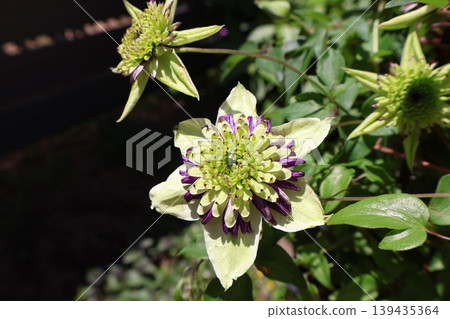 The distinctive flowers of Clematis 'Viennetta' The distinctive flowers of Clematis 'Viennetta' 139435364