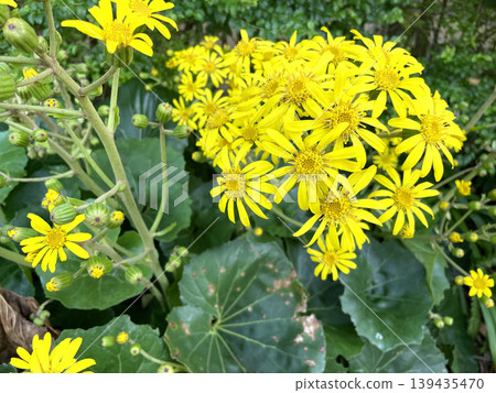Farfugium japonicum - Close-up of the yellow flowers 139435470