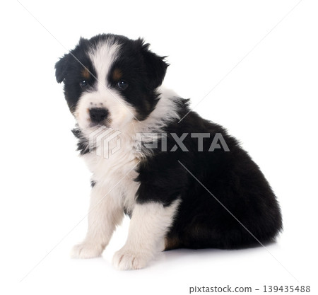 puppy australian shepherd puppy australian shepherd 139435488