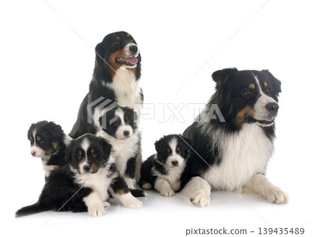 australian shepherd family 139435489