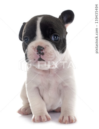 puppy french bulldog 139435494