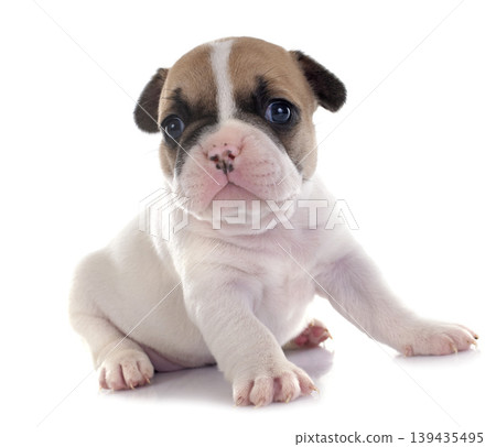 puppy french bulldog 139435495