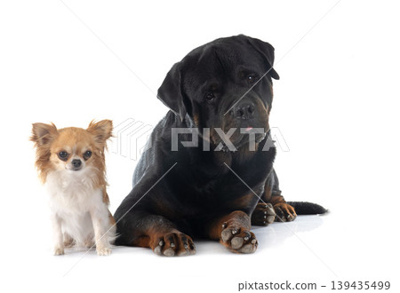 rottweiler and chihuahua 139435499