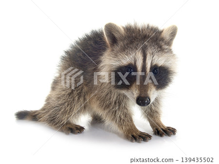 young raccoon young raccoon 139435502