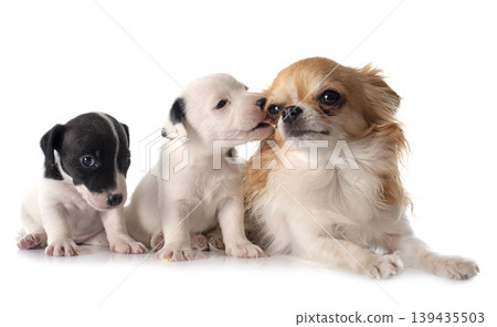puppies jack russel terrier and chihuahua puppies jack russel terrier and chihuahua 139435503