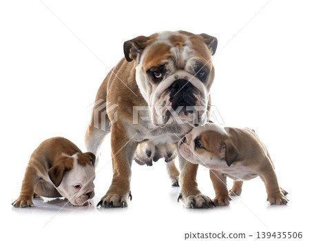 family english bulldog family english bulldog 139435506