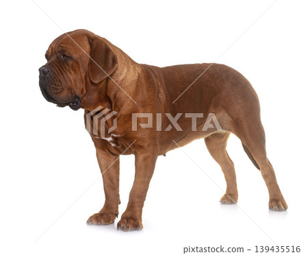 Dogue de Bordeaux Dogue de Bordeaux 139435516