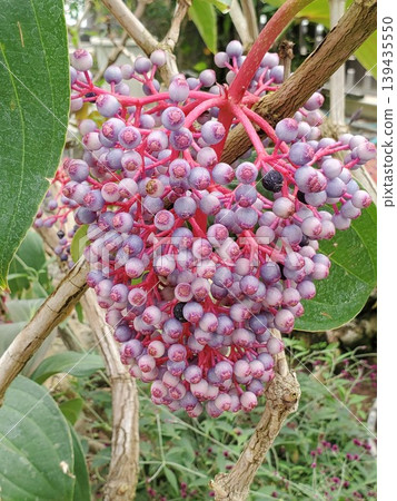 Medinilla speciosa fruit - 2 Medinilla speciosa fruit - 2 139435550