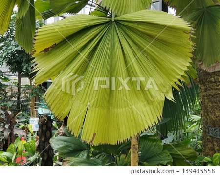 The enormous leaves of the tropical plant, the prickly pear palm - 2 139435558