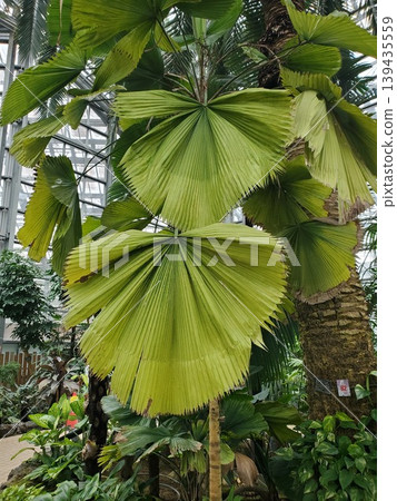 熱帶植物仙人掌的巨大葉子。 熱帶植物仙人掌的巨大葉子。 139435559