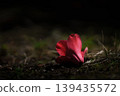 落花茶花 139435572