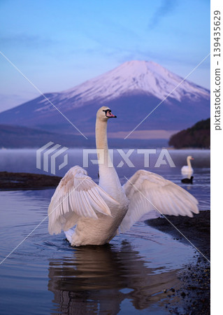 Mount Fuji and swans with outstretched wings, as seen from Hirano Beach on Lake Yamanaka. Mount Fuji and swans with outstretched wings, as seen from Hirano Beach on Lake Yamanaka. 139435629