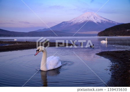 Mount Fuji and swans from Hirano Beach, Lake Yamanaka Mount Fuji and swans from Hirano Beach, Lake Yamanaka 139435630