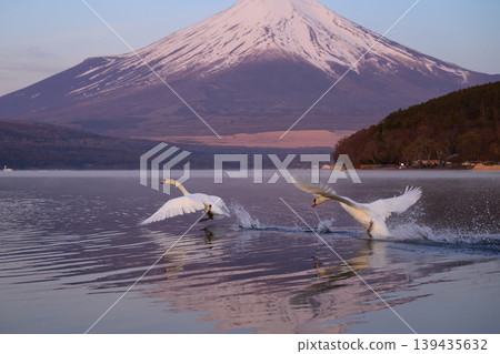 Swans chasing each other Swans chasing each other 139435632