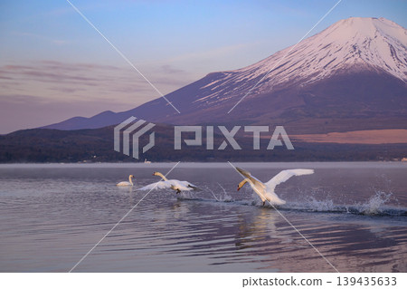 Swans chasing each other Swans chasing each other 139435633