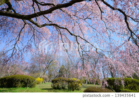 櫻花百景：春日富士墓園的垂枝櫻花 139435641