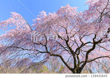 One Hundred Views of Cherry Blossoms: Weeping Cherry Trees at Fuji Cemetery in Spring 139435643