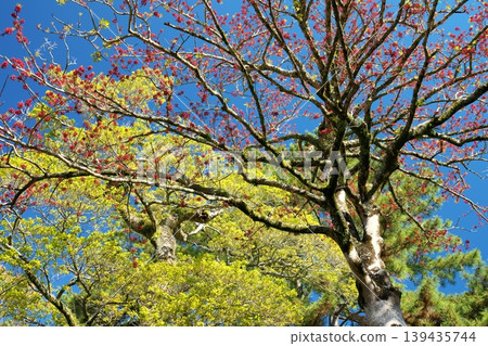島根縣松江市松江公園和五月的藍天。 139435744