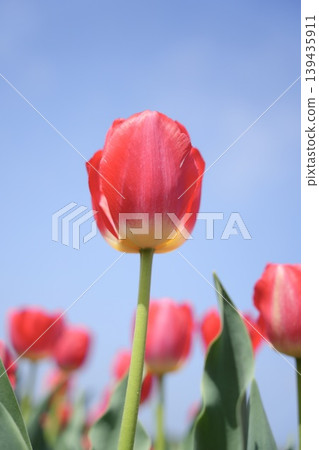 Pink tulips stand out against the blue sky – the arrival of spring. 139435911