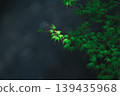 陽光灑在翠綠的楓葉上。 139435968