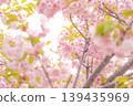 櫻花盛開預示著春天的到來 139435969