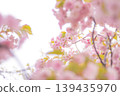 雙櫻花的風景 139435970