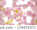 雙櫻花的風景 139435971