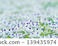 春花，粉蝶花 139435974