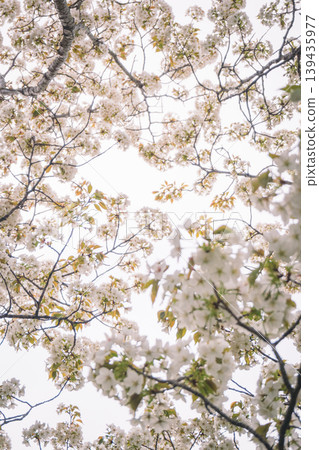 cherry blossoms are blooming cherry blossoms are blooming 139435977