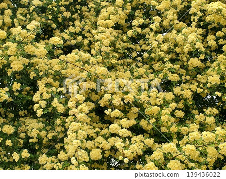 A field of view filled with blooming Banksia roses - 2 A field of view filled with blooming Banksia roses - 2 139436022