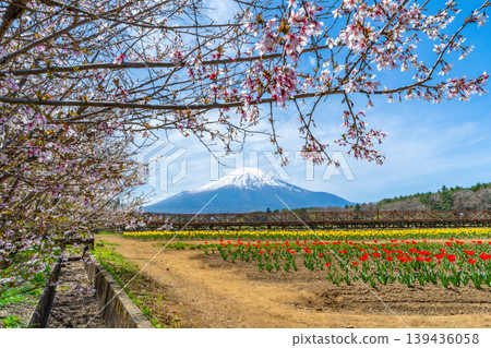 山中湖的鬱金香、櫻花和富士山 山中湖的鬱金香、櫻花和富士山 139436058