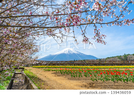 山中湖的鬱金香、櫻花和富士山 山中湖的鬱金香、櫻花和富士山 139436059