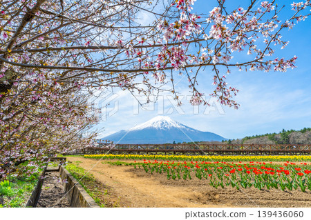 山中湖的鬱金香、櫻花和富士山 山中湖的鬱金香、櫻花和富士山 139436060
