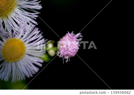 Spring Asters (Fringe) on the Shinano River and Yasuragi Embankment 139436082
