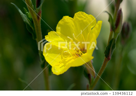Waiting grass Waiting grass 139436112