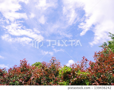 Blue sky and white clouds, colorful red and green leaves—a natural landscape to look up at. Blue sky and white clouds, colorful red and green leaves—a natural landscape to look up at. 139436242
