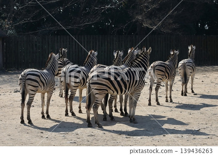 A herd of zebras with their backs turned 139436263