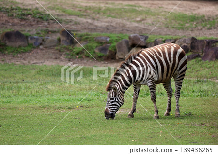 A zebra eating grass in a grassland. A zebra eating grass in a grassland. 139436265