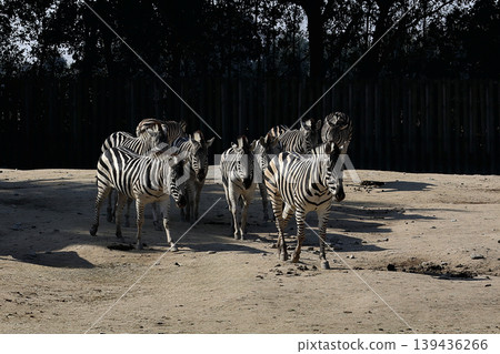 A herd of zebras walking towards you A herd of zebras walking towards you 139436266