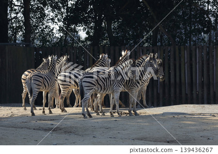 A herd of zebras gathered sideways A herd of zebras gathered sideways 139436267