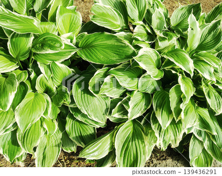Variegated hosta leaves: a contrast of green and white. Variegated hosta leaves: a contrast of green and white. 139436291