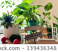 室內植物的小世界 139436348