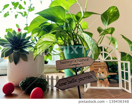 室內植物的小世界 室內植物的小世界 139436348