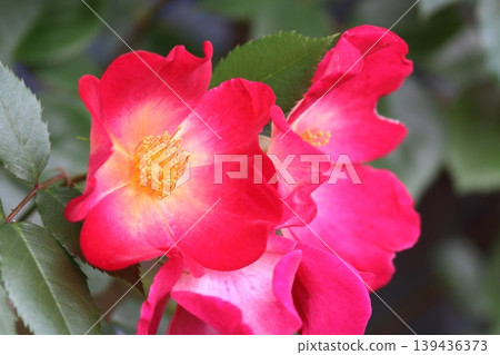 單瓣花,顏色由粉紅色變成黃色 單瓣花,顏色由粉紅色變成黃色 139436373