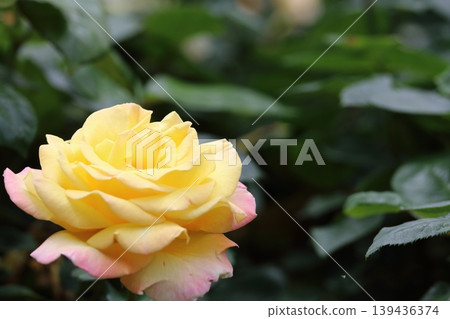 A close-up of a yellow rose with a beautiful pink border. A close-up of a yellow rose with a beautiful pink border. 139436374