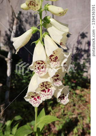 The foxgloves I grew from seed have bloomed. The foxgloves I grew from seed have bloomed. 139436391
