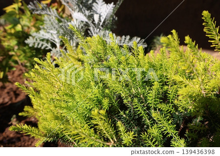 Yellow Leaf Erica Yellow Leaf Erica 139436398