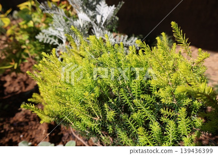 Yellow Leaf Erica Yellow Leaf Erica 139436399