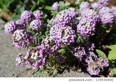 Purple alyssum that blooms beautifully in spring Purple alyssum that blooms beautifully in spring 139436400